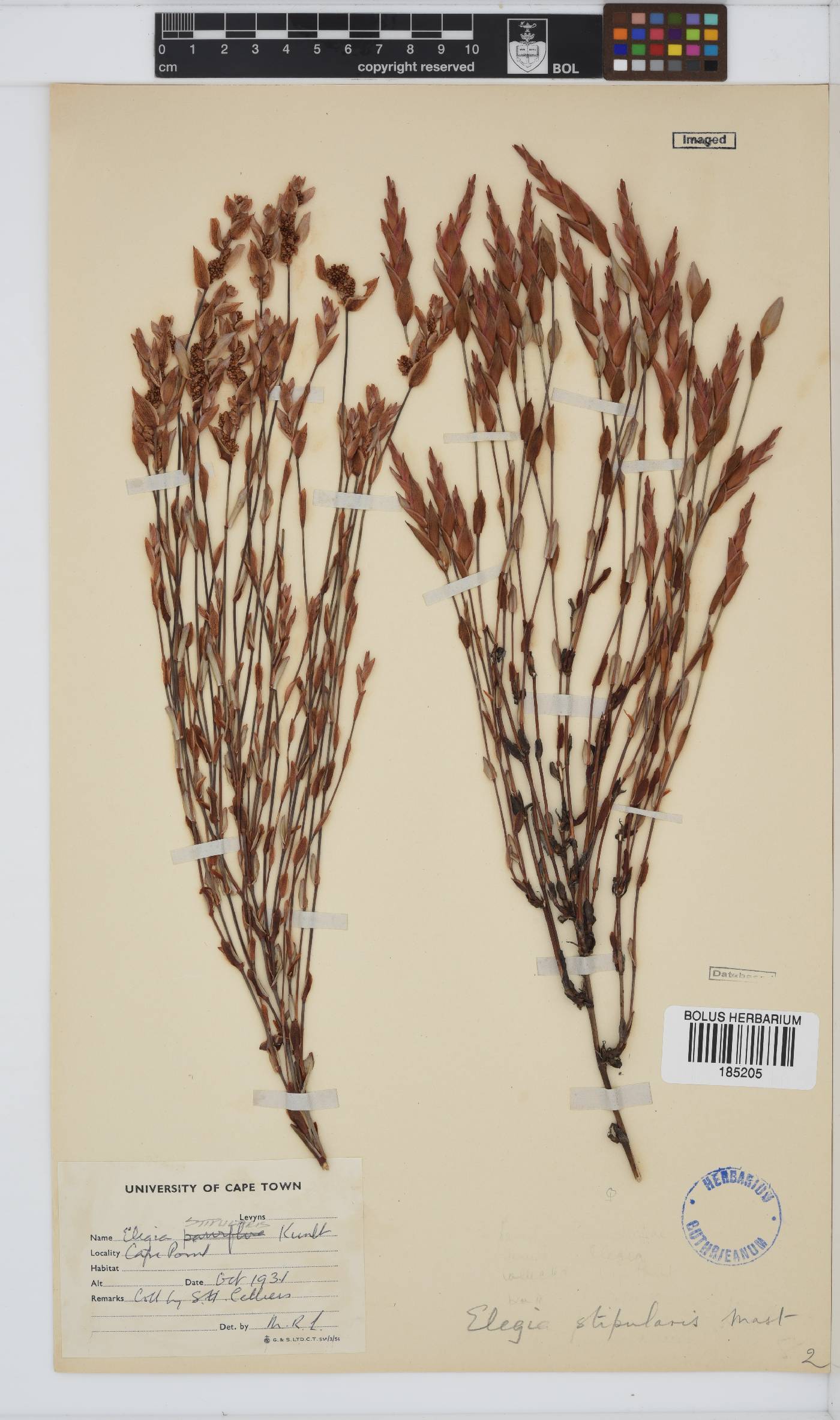 Elegia stipularis image