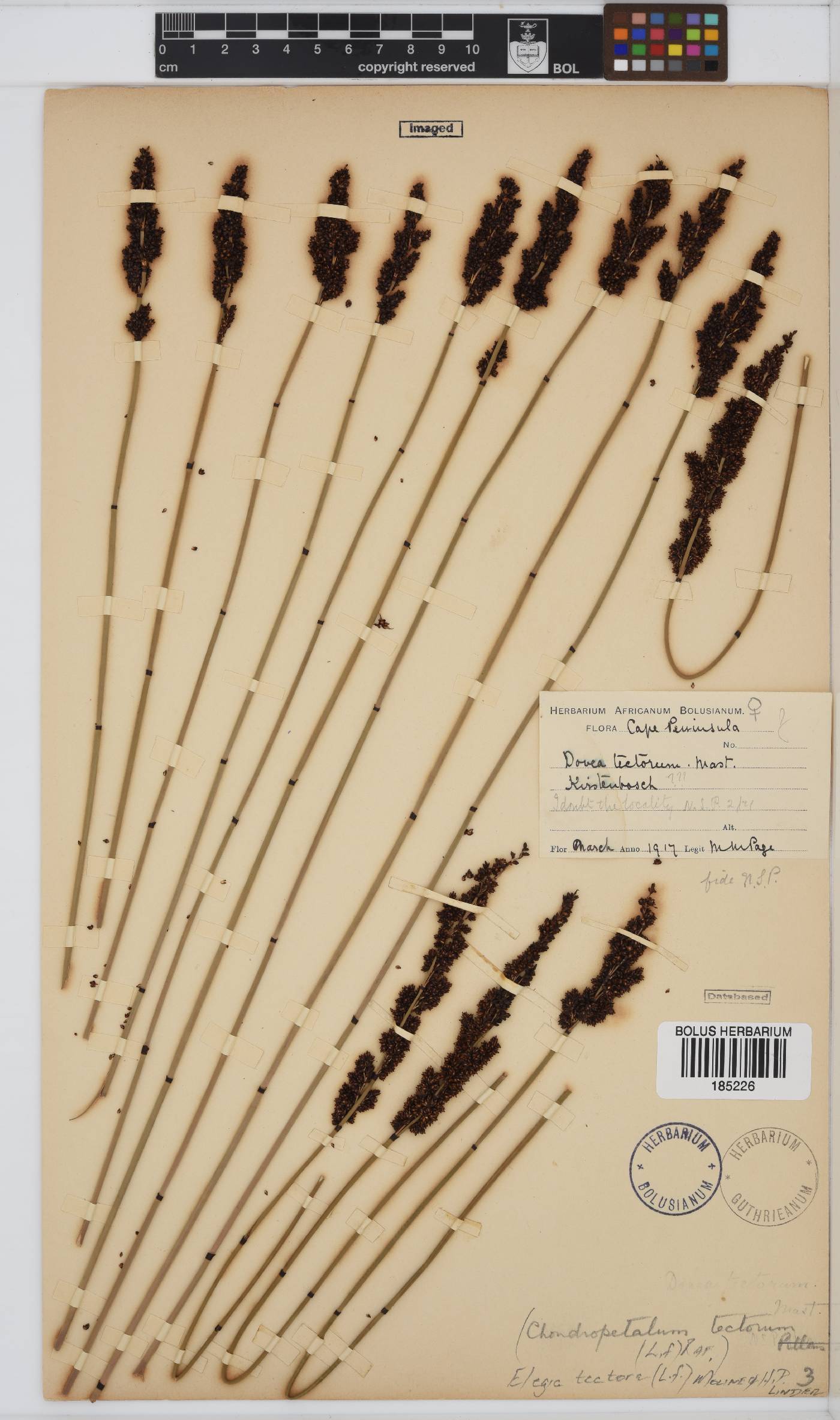 Elegia tectorum image