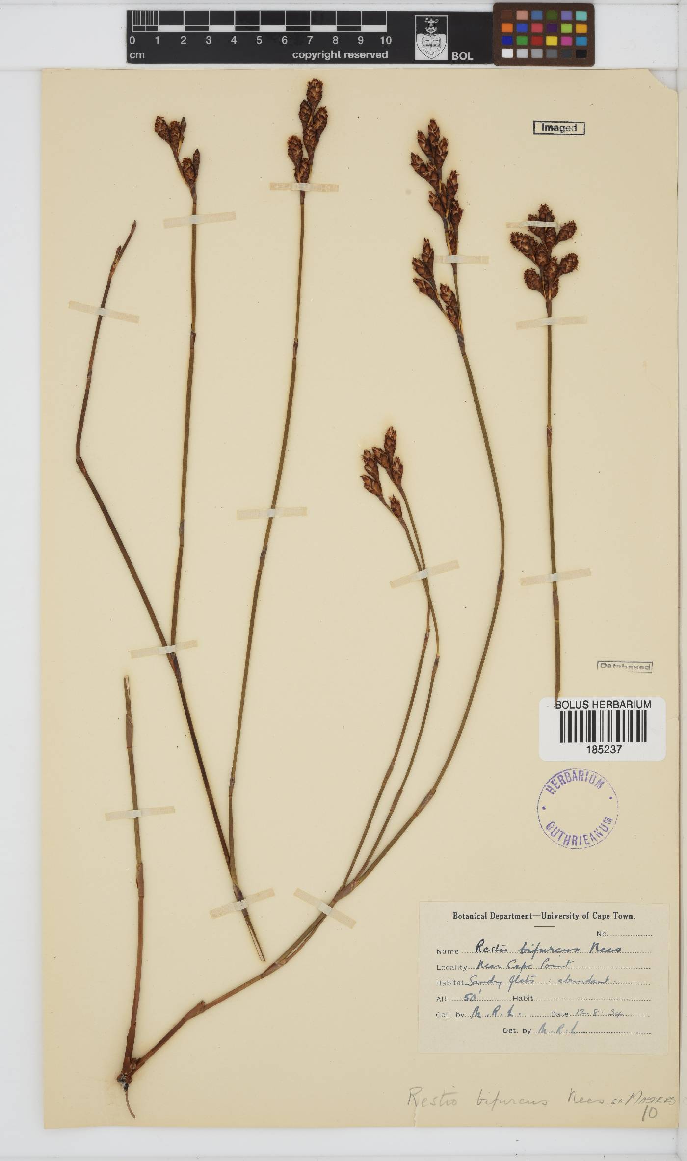 Craspedolepis bifurca image