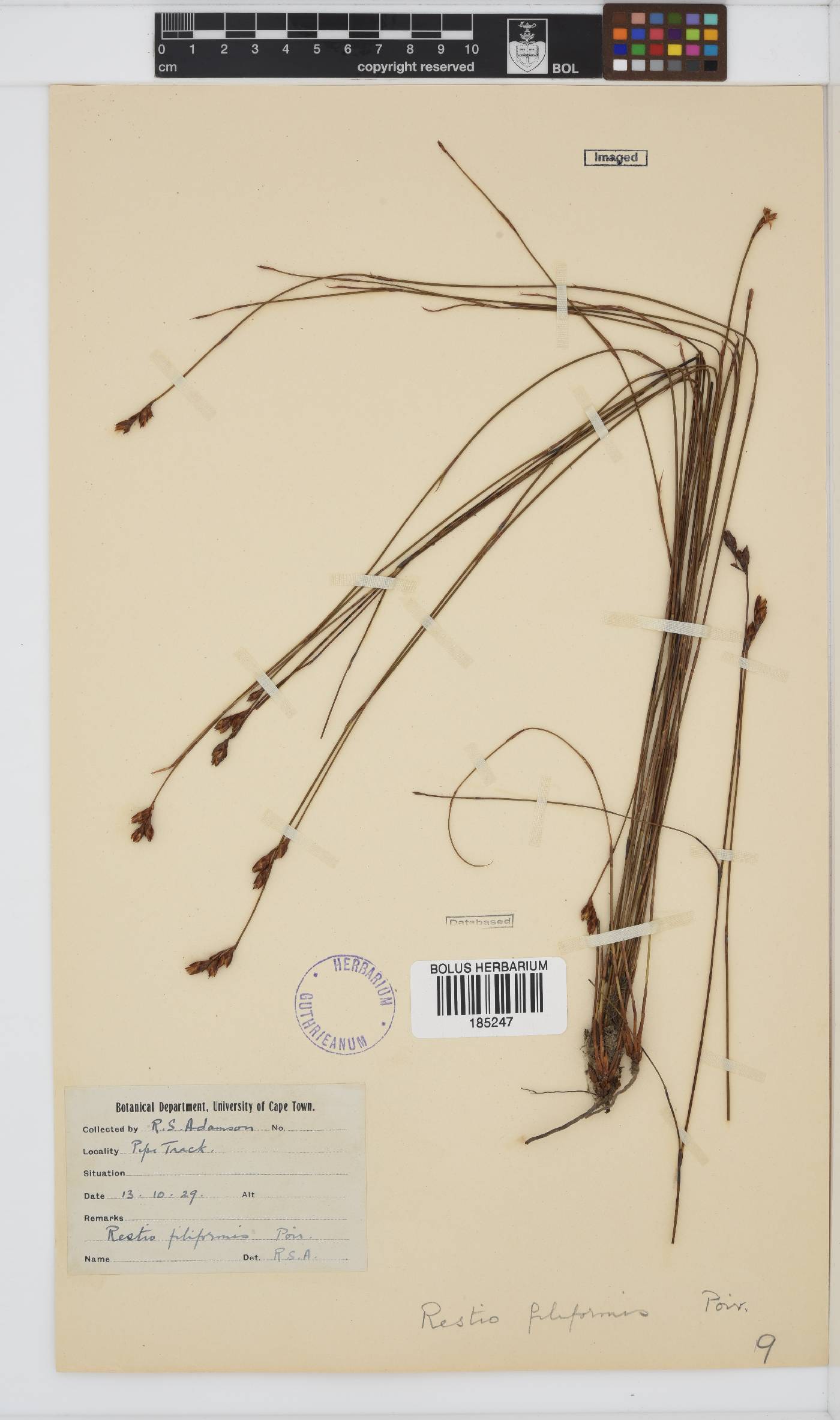 Craspedolepis filiformis image