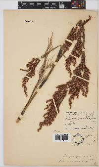 Image of Calopsis paniculata