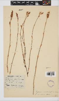 Locapsis viminea image