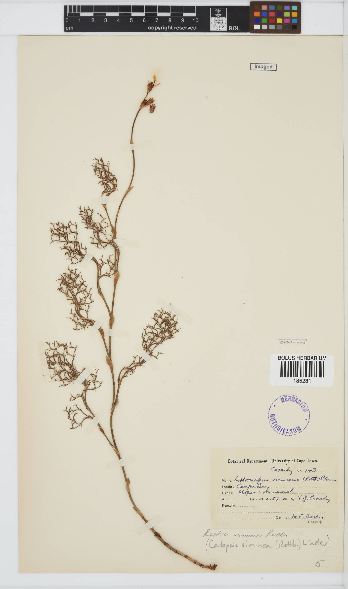 Locapsis viminea image