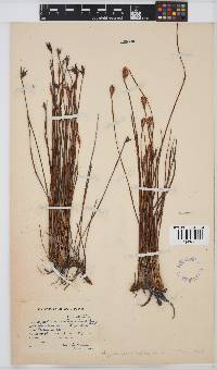 Lepidanthus willdenowia image