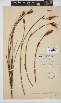 Image of Willdenowia glomerata