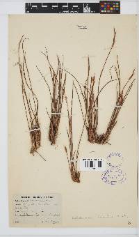 Image of Willdenowia humilis