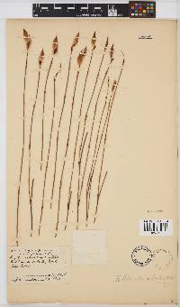 Image of Willdenowia sulcata