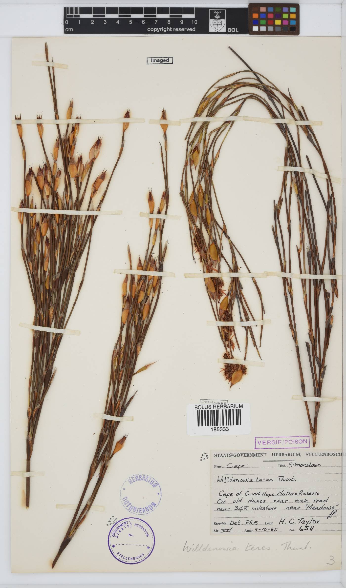 Willdenowia teres image