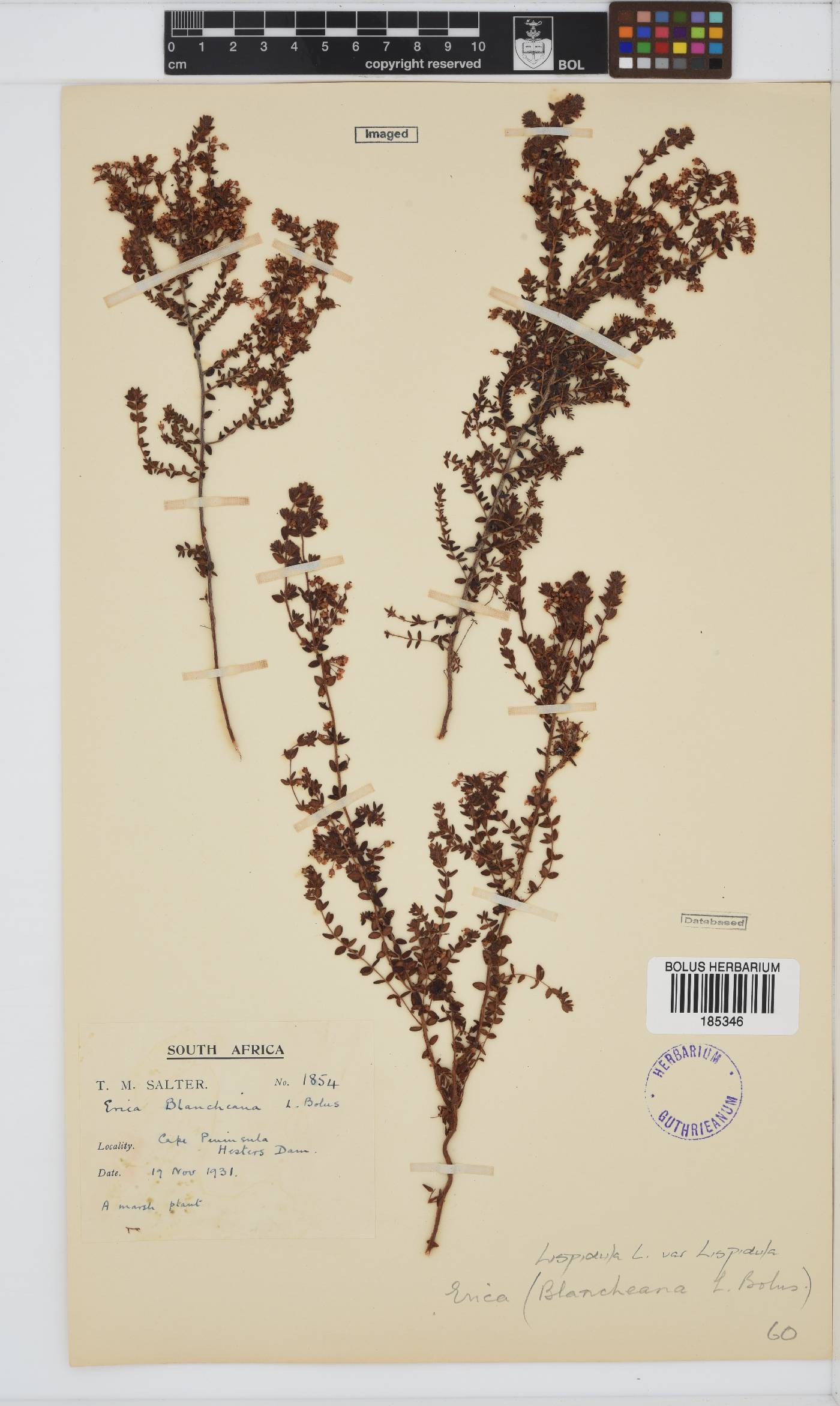 Erica hispidula var. hispidula image