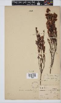 Erica brevifolia image