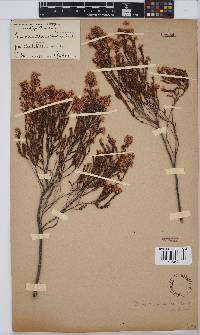 Erica brevifolia image