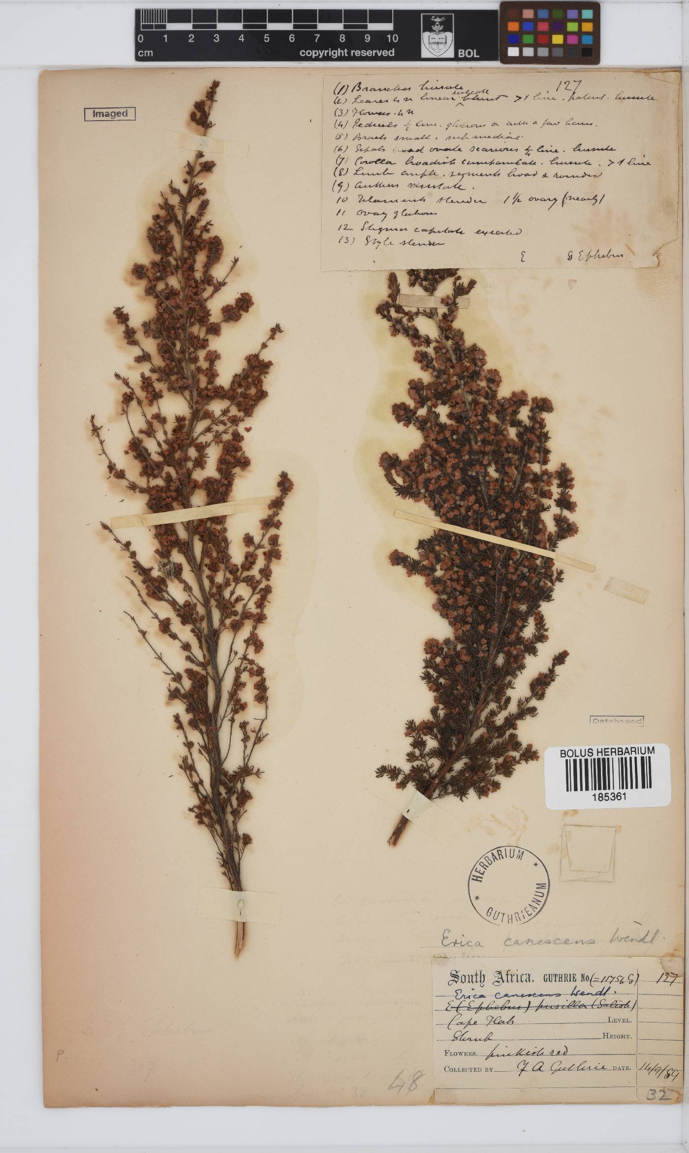 Erica canescens image