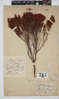 Erica capillaris image