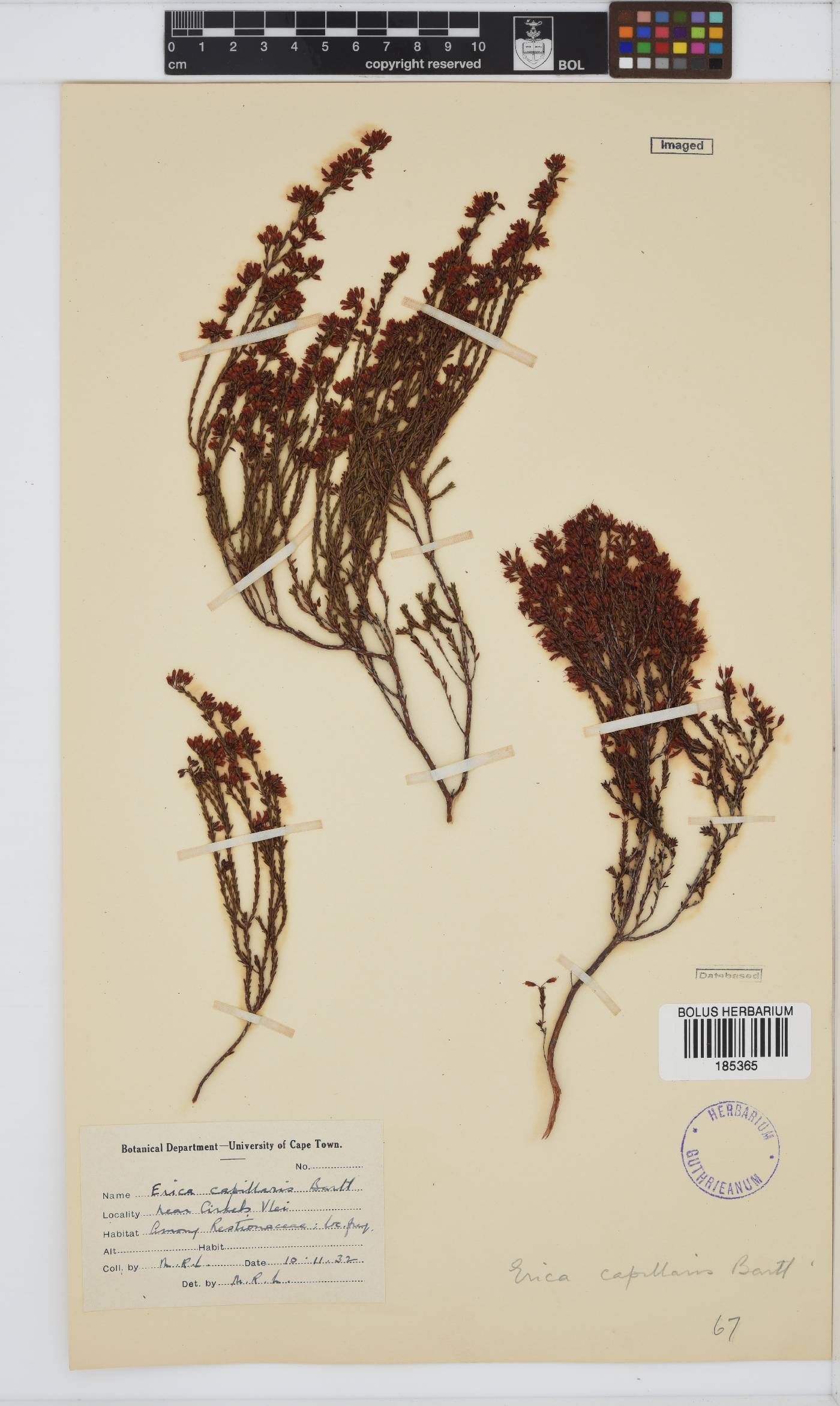 Erica capillaris image