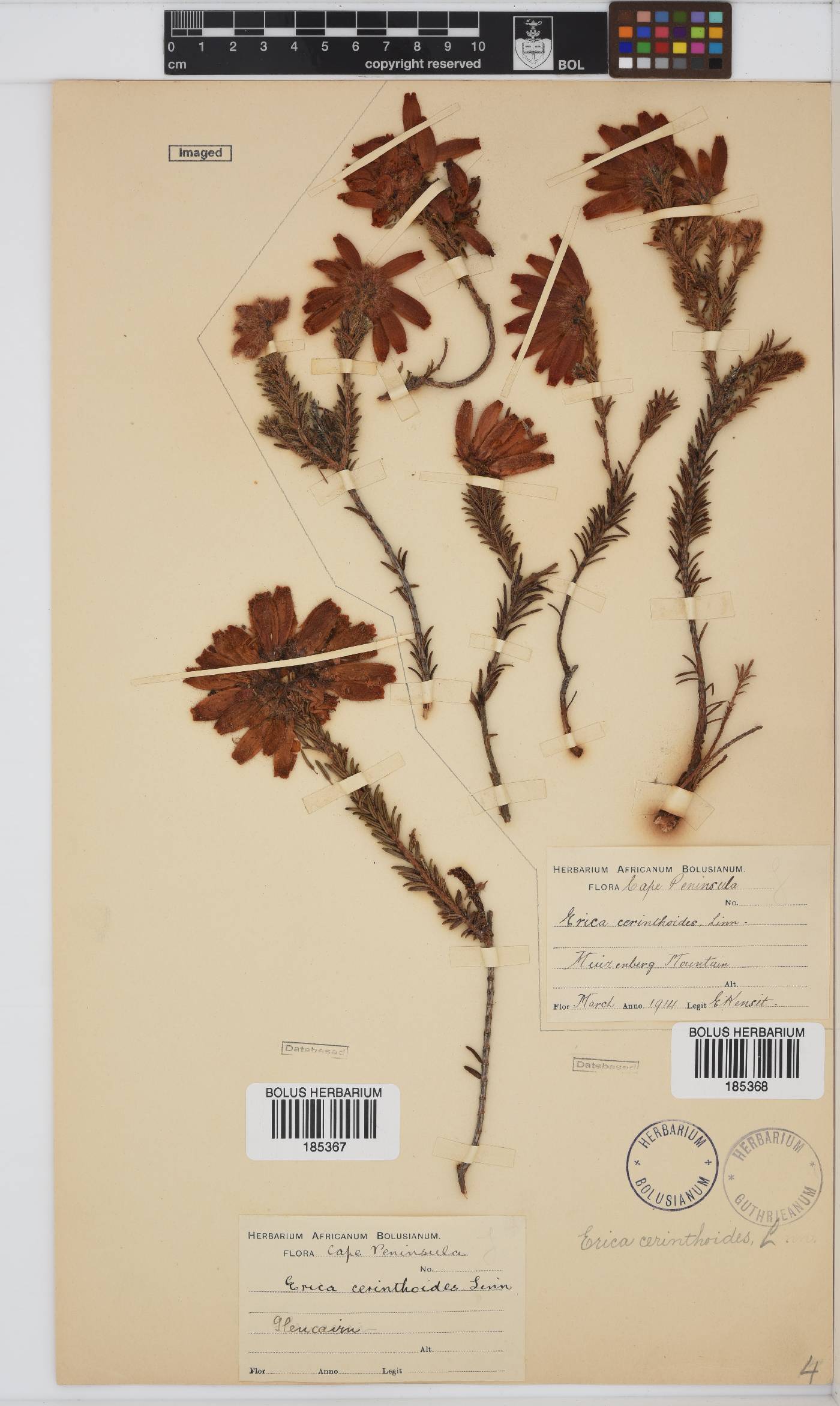 Erica cerinthoides var. cerinthoides image