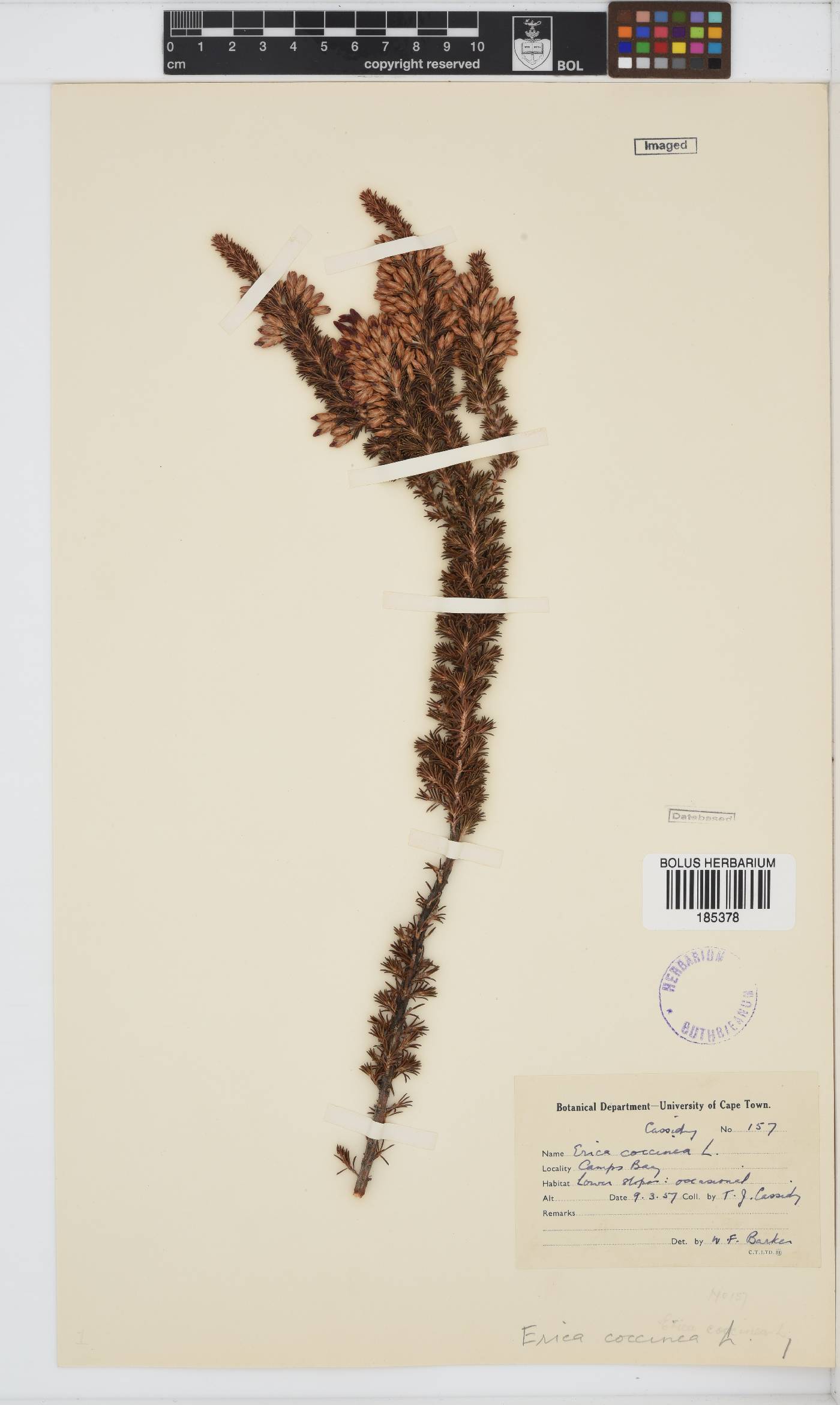 Erica coccinea image