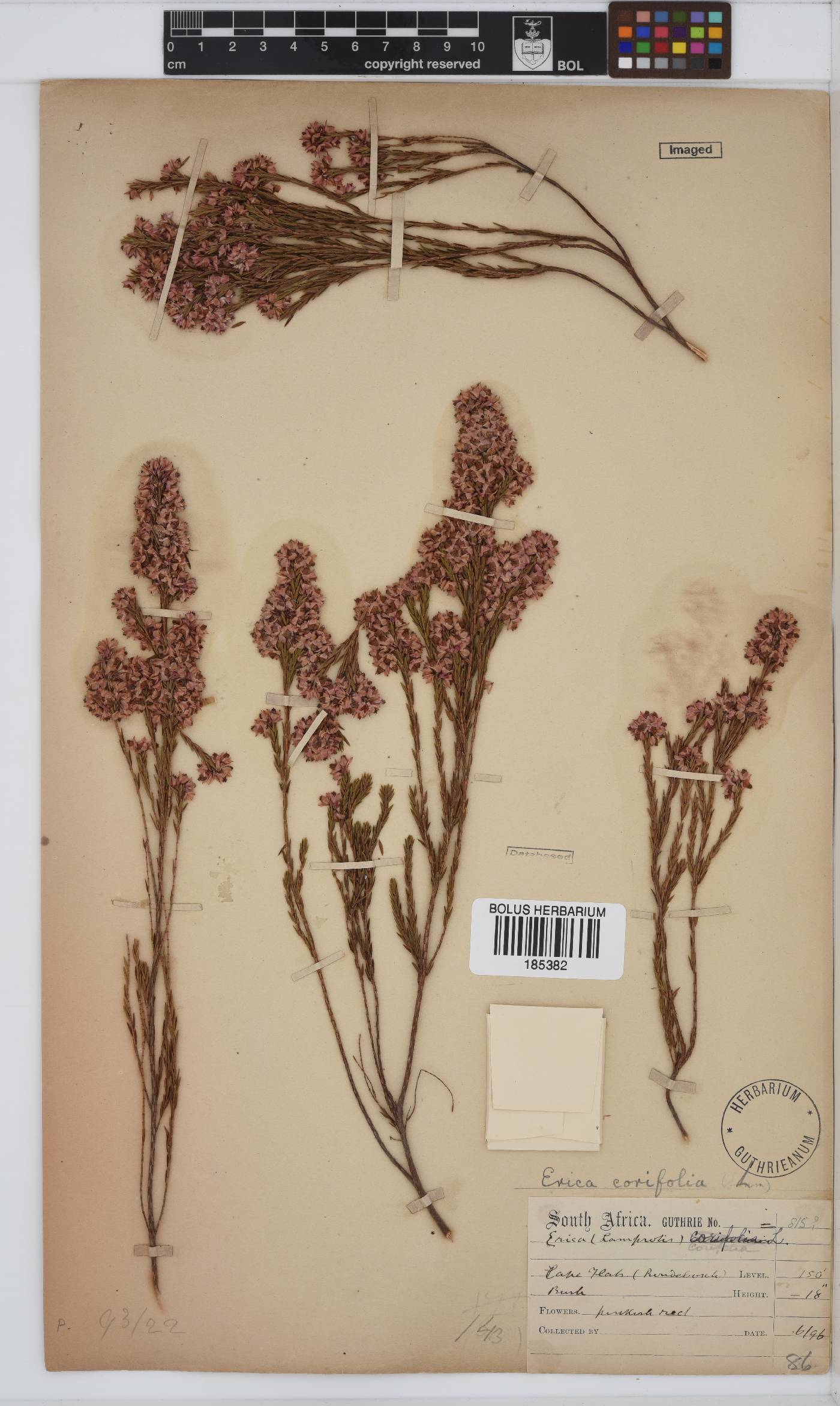 Erica corifolia image