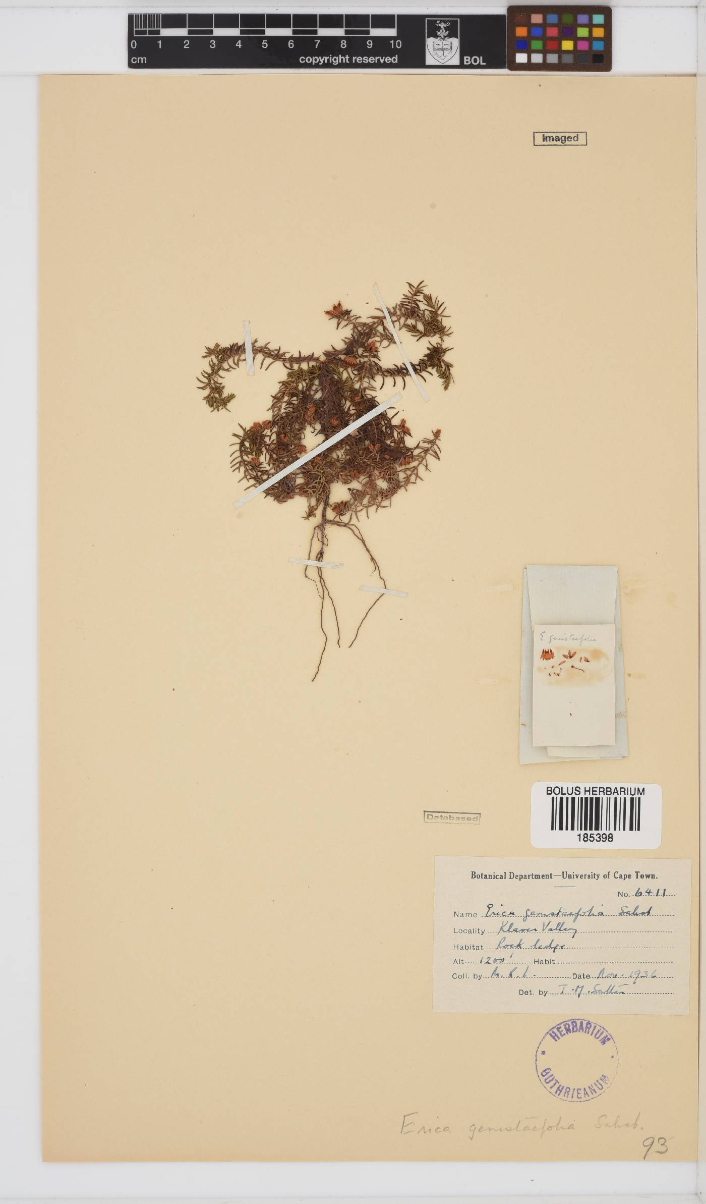 Erica genistifolia image