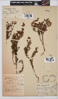 Erica glutinosa image