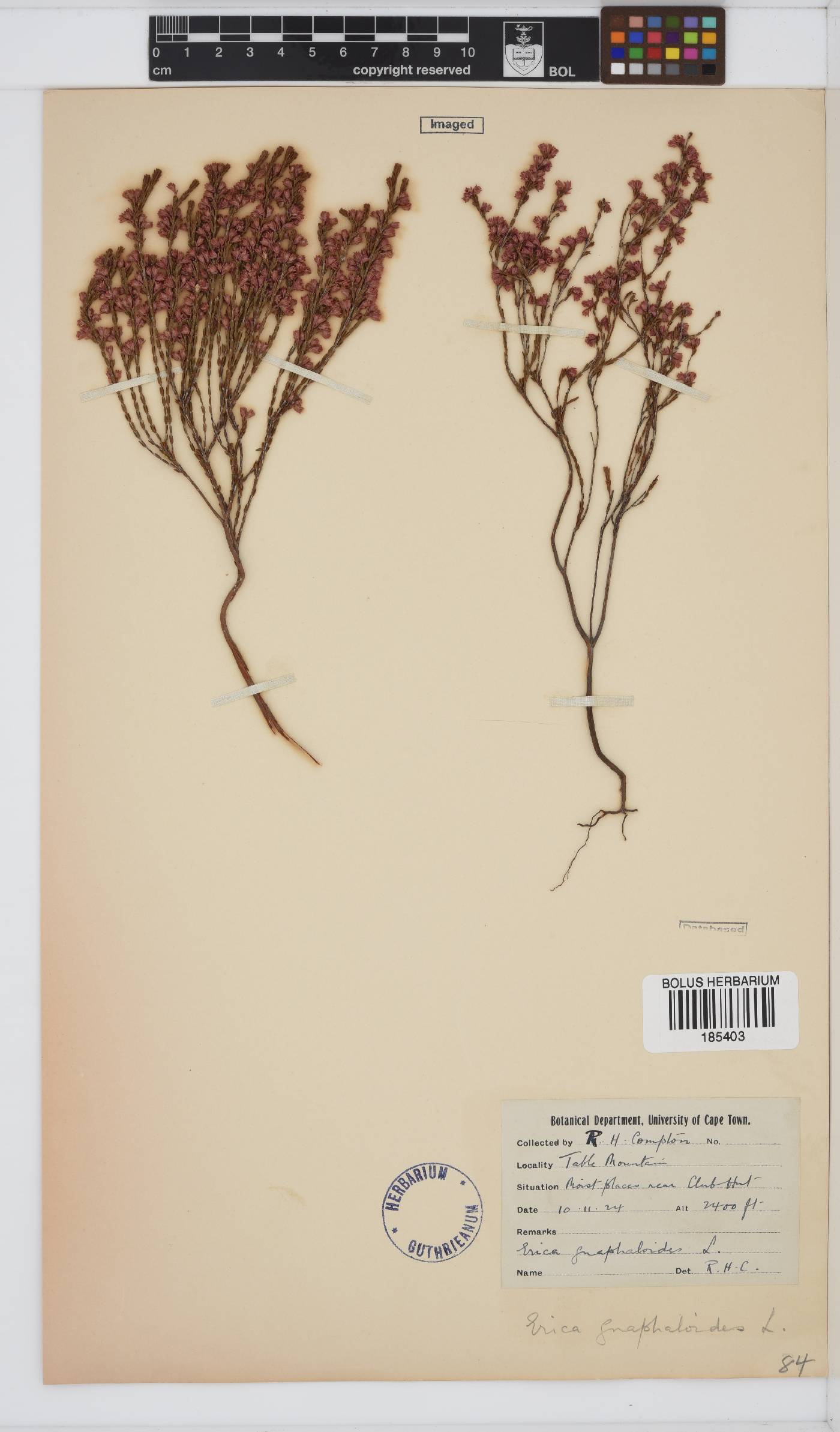 Erica gnaphaloides image
