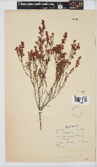 Erica gnaphaloides image