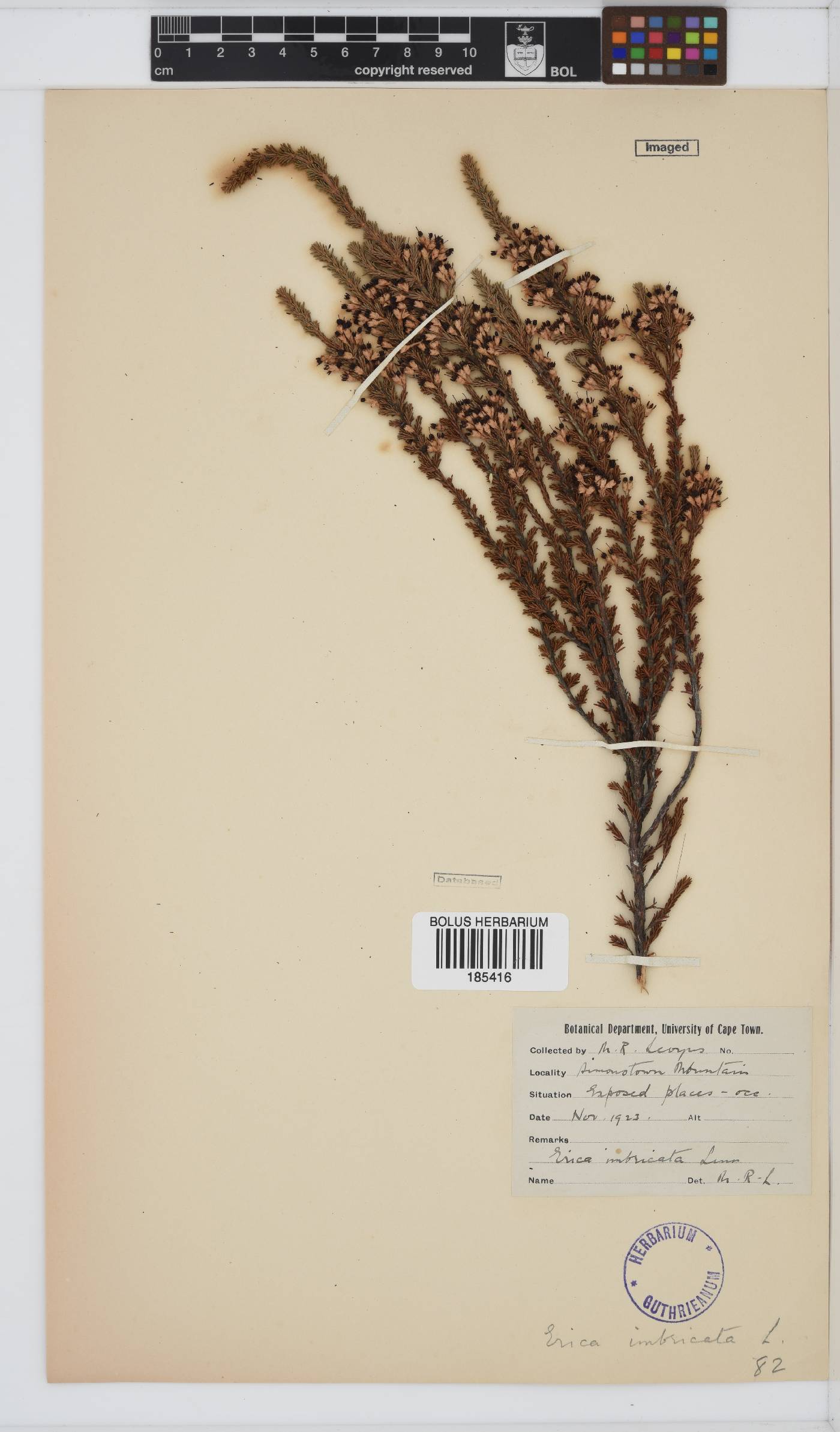 Erica imbricata image