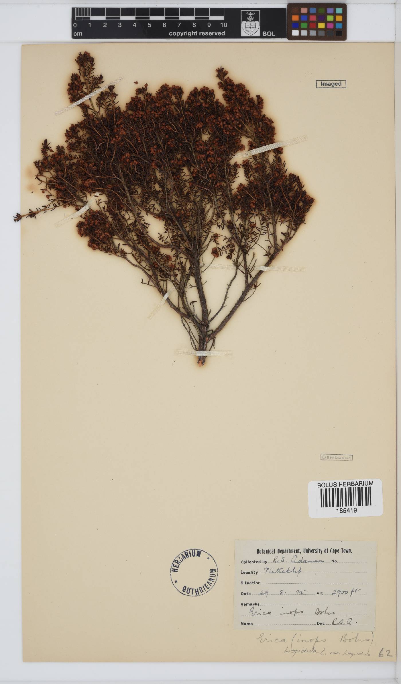 Erica hispidula image