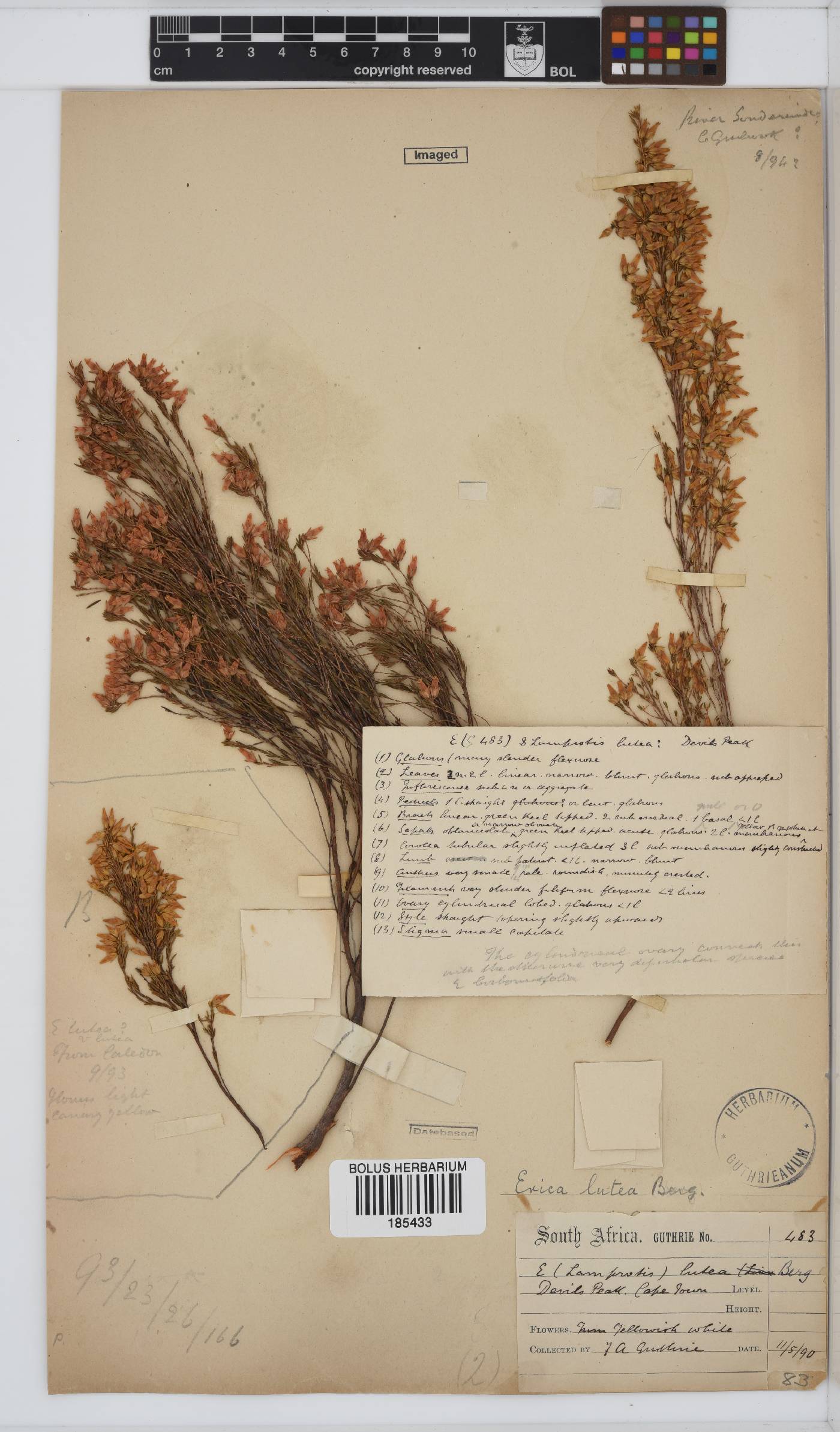 Erica lutea image