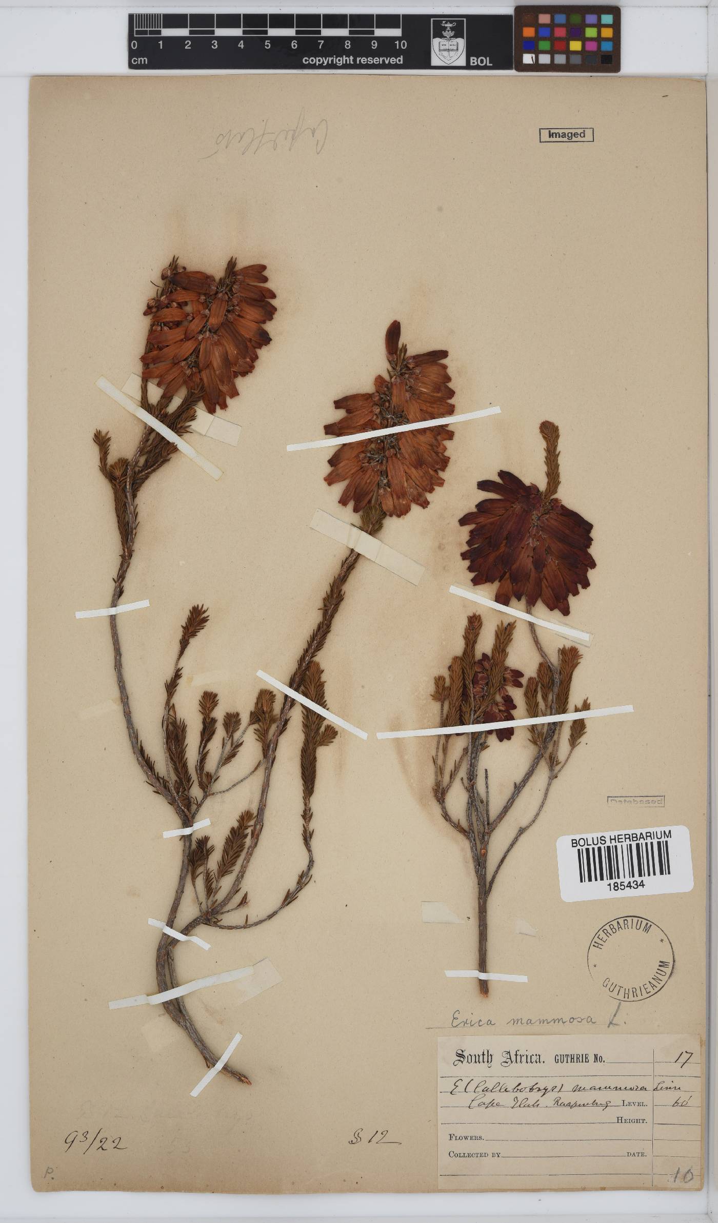 Erica mammosa image
