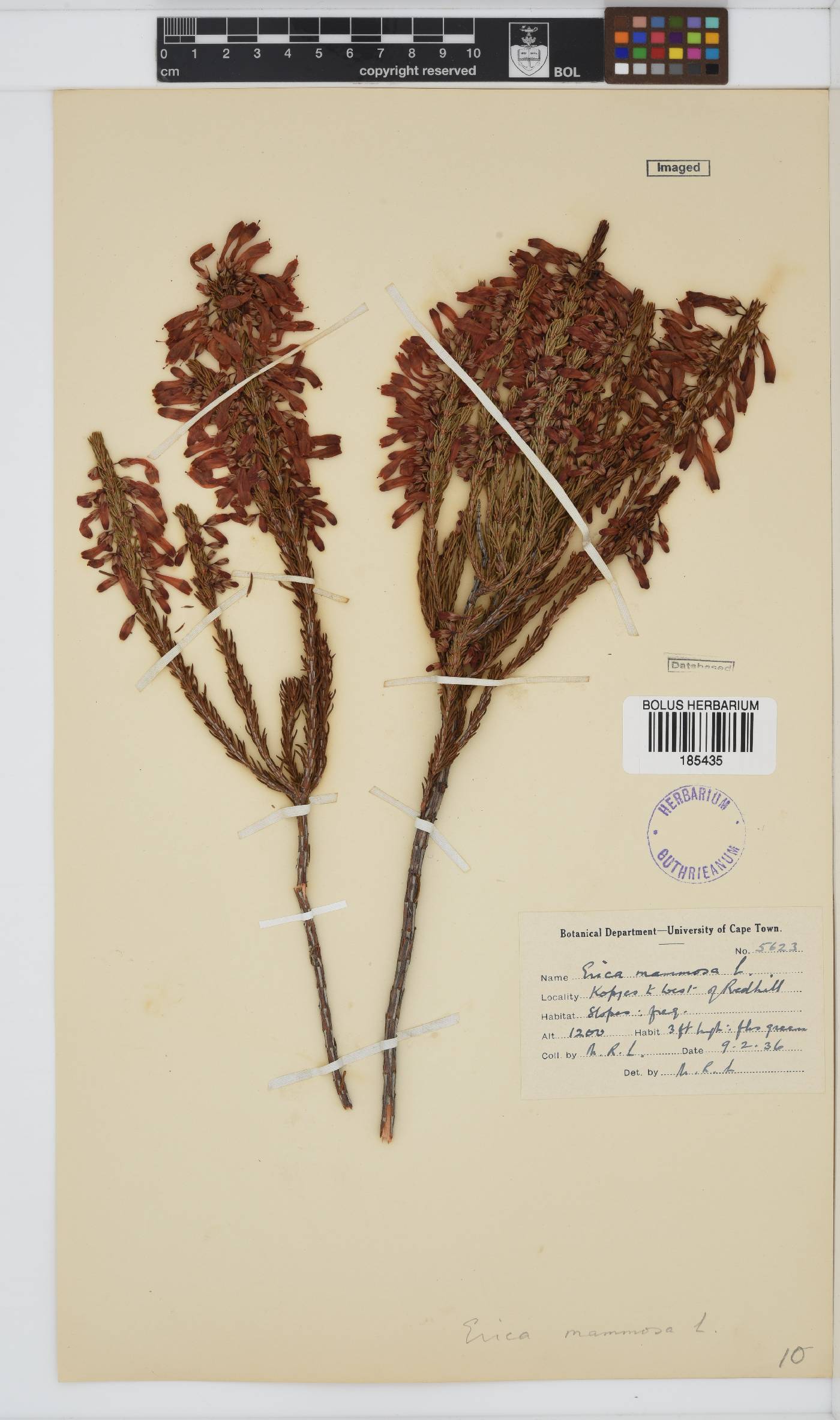 Erica mammosa image