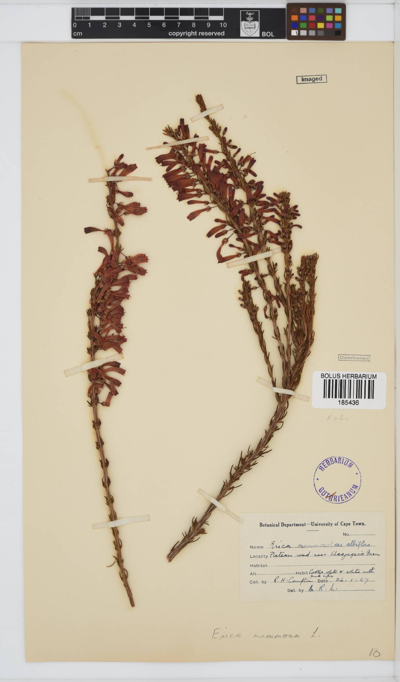 Erica mammosa image