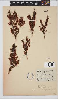 Image of Erica mauritanica