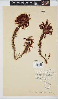 Erica monadelphia image