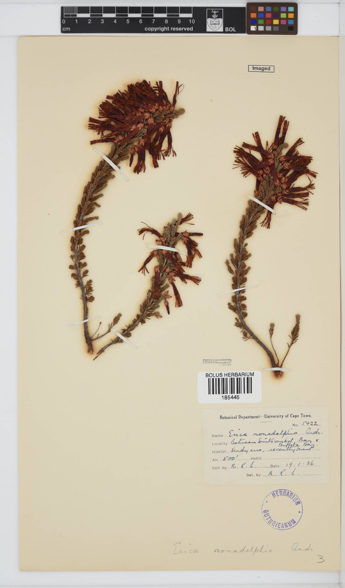 Erica monadelphia image