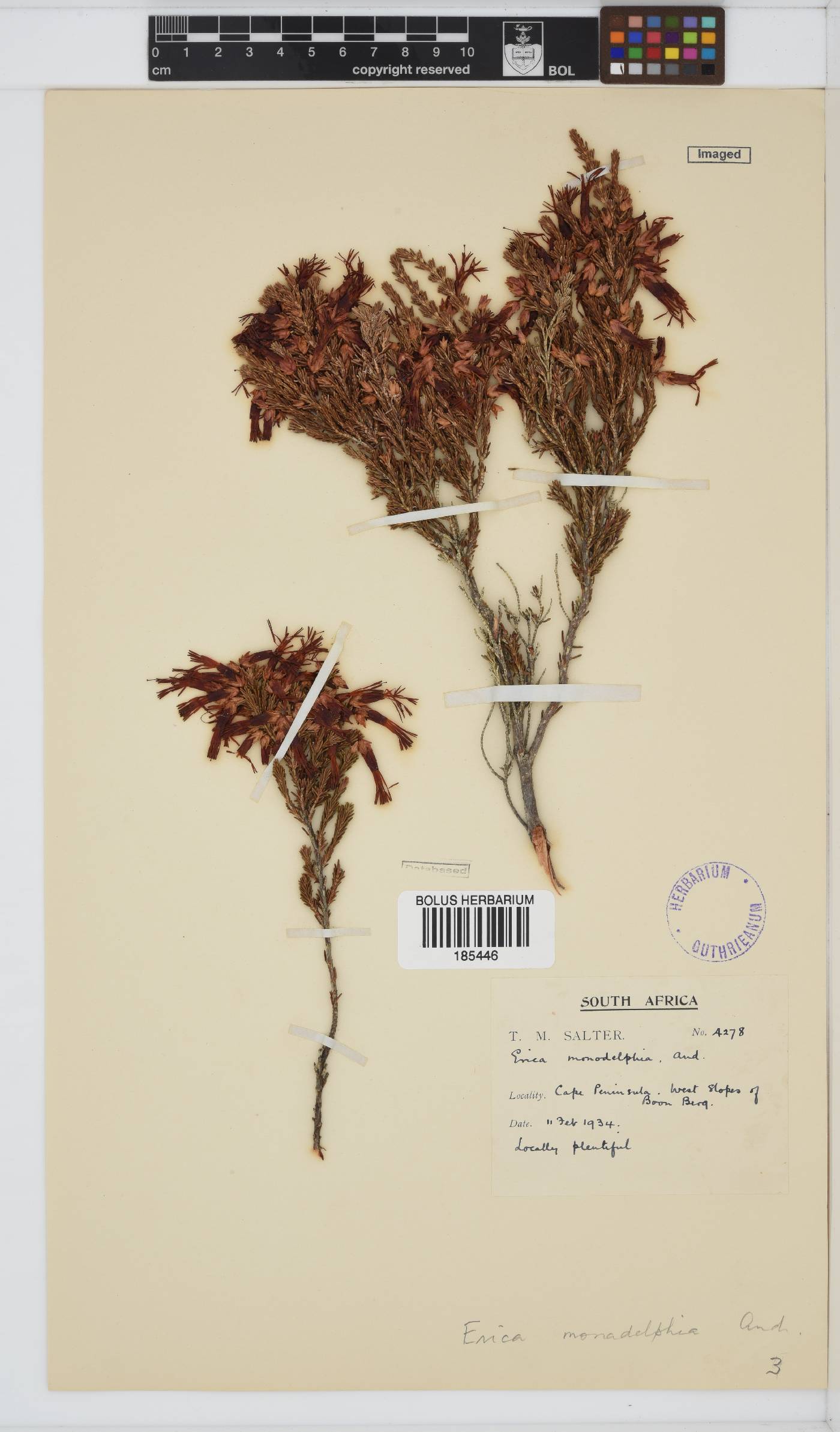 Erica monadelphia image