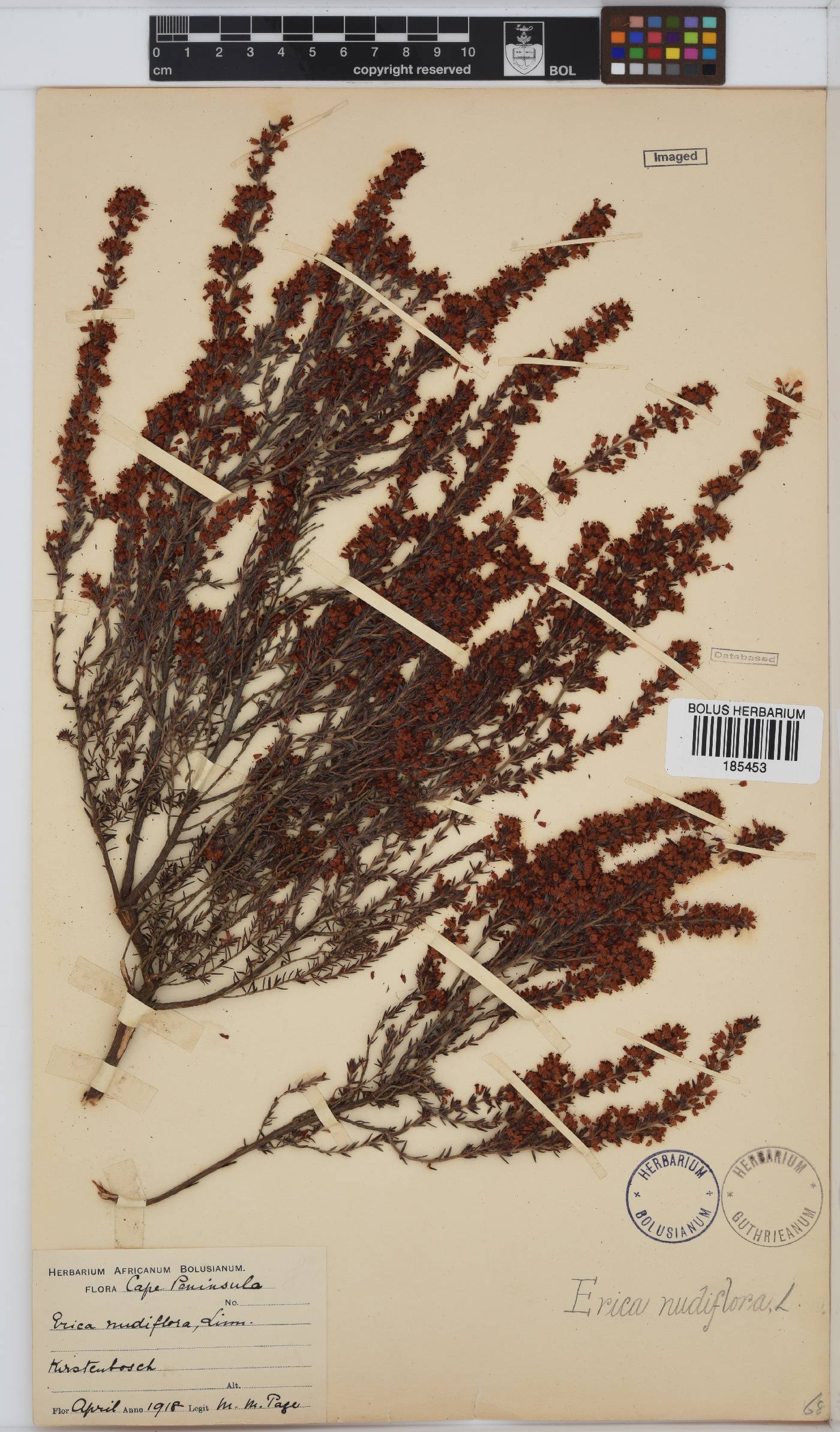 Erica nudiflora image