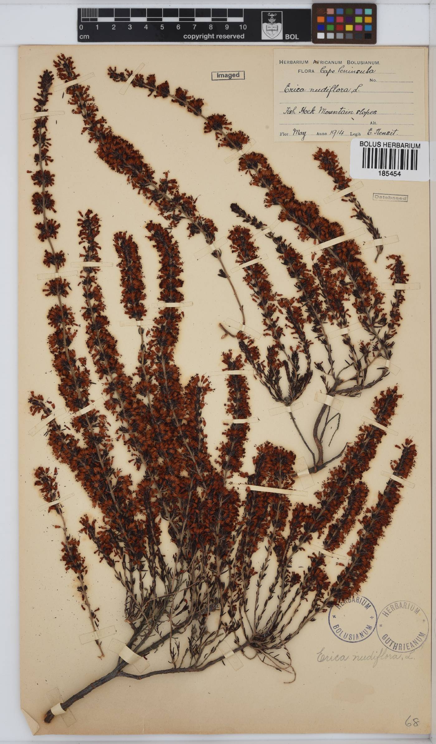 Erica nudiflora image