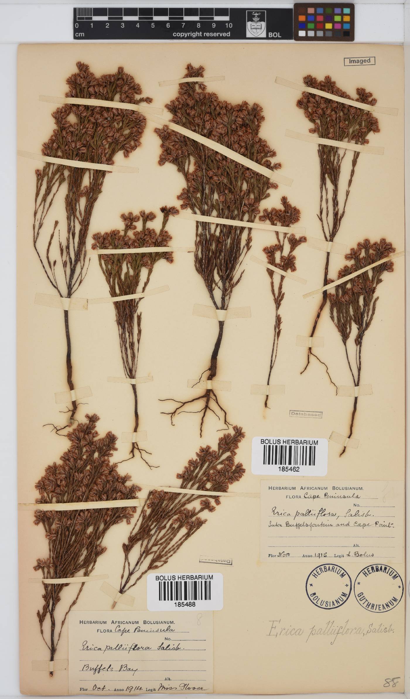 Erica palliiflora image