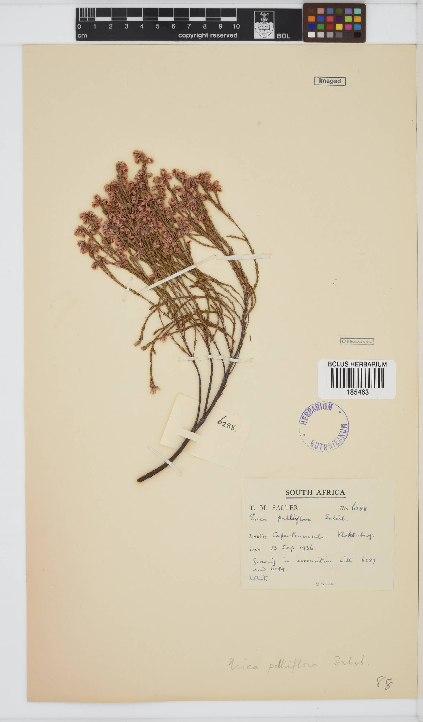 Erica palliiflora image
