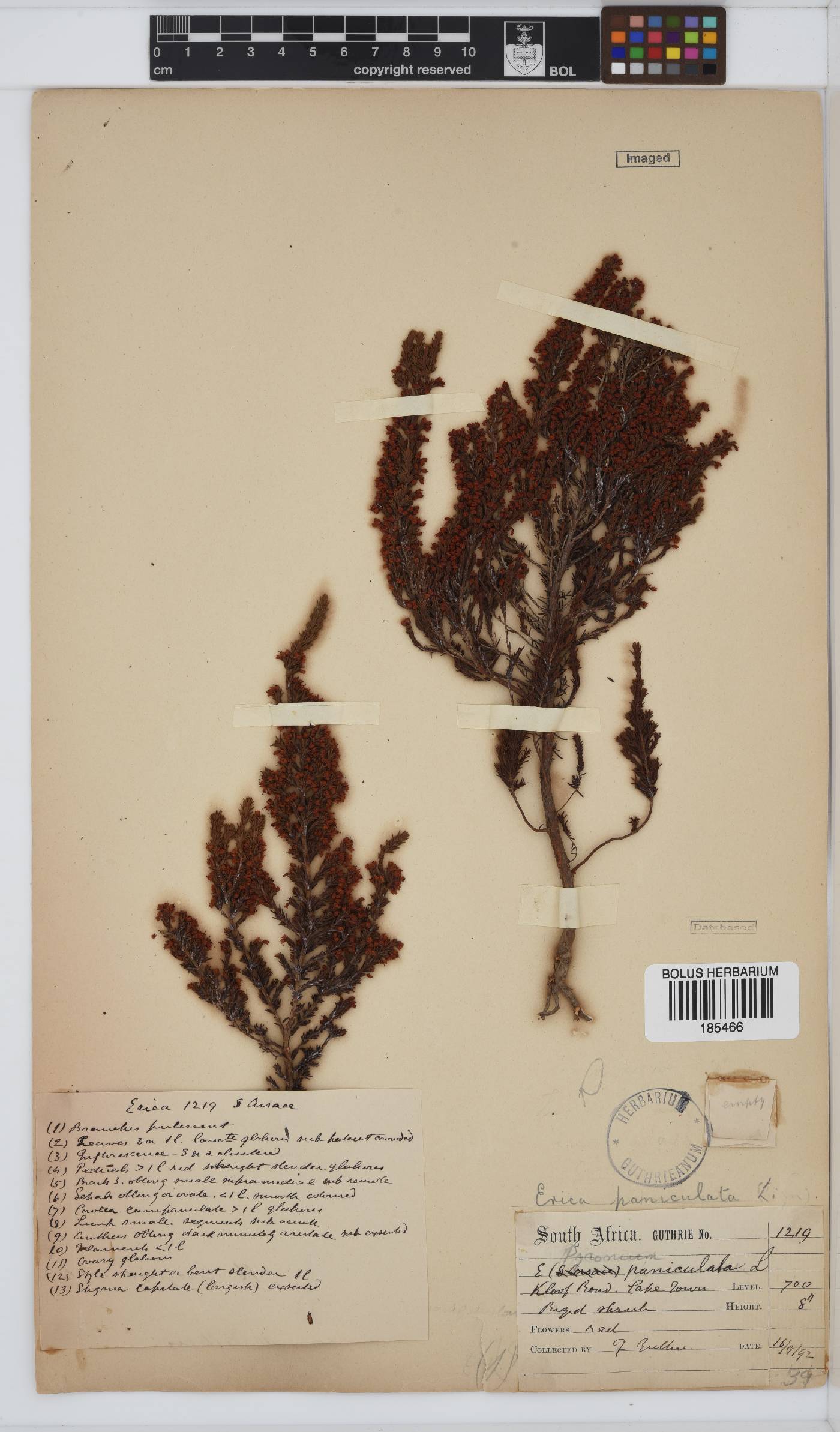 Erica paniculata image