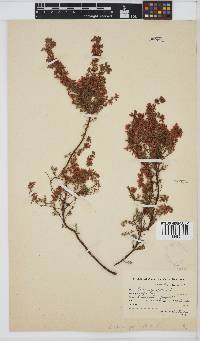 Erica parviflora var. parviflora image