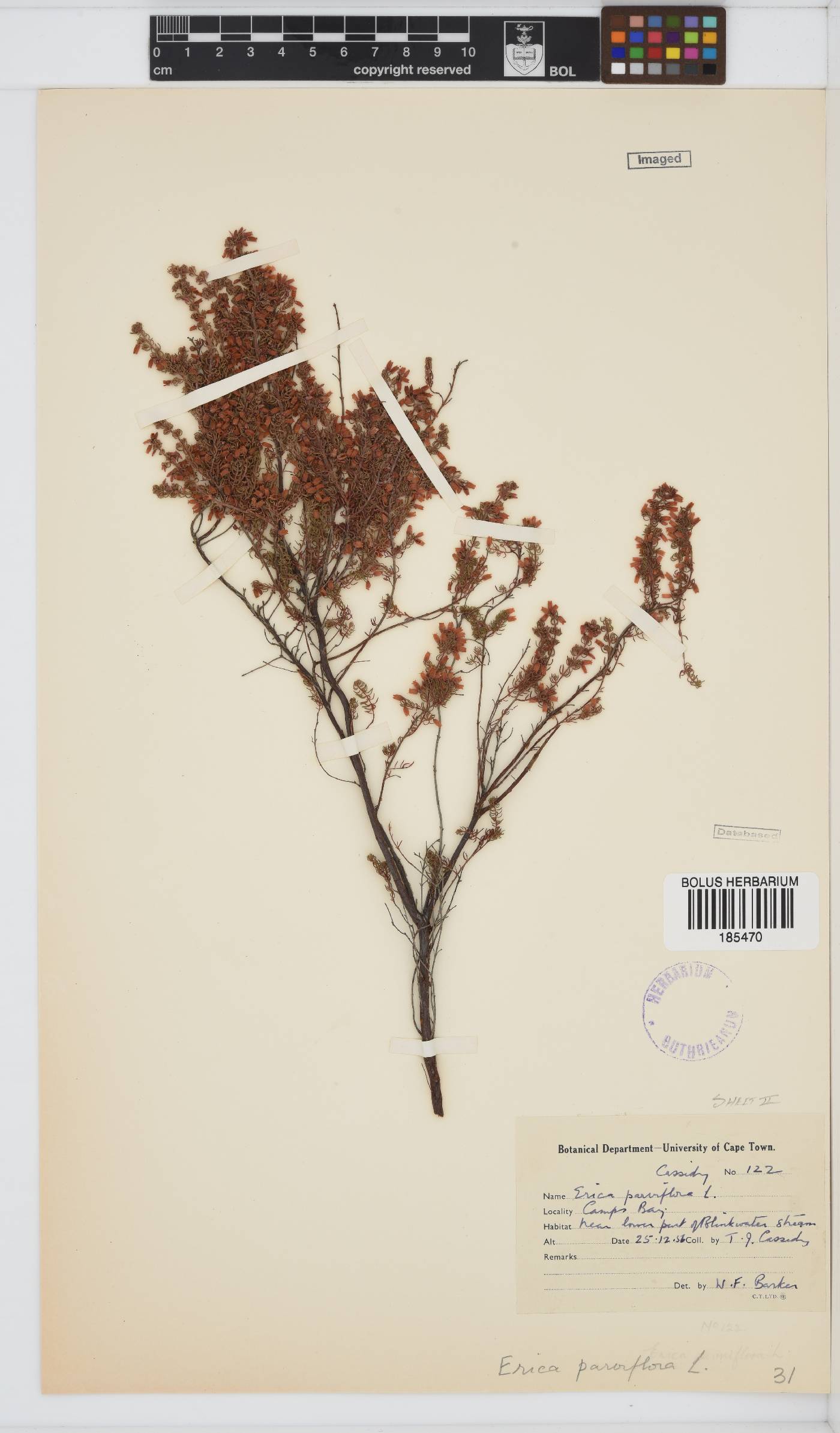 Erica parviflora var. parviflora image