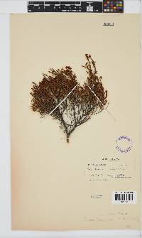 Erica equisetifolia image