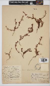 Erica planifolia image