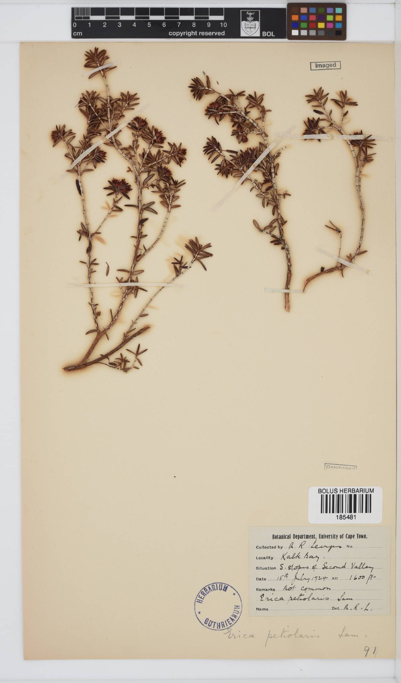 Erica petiolaris image