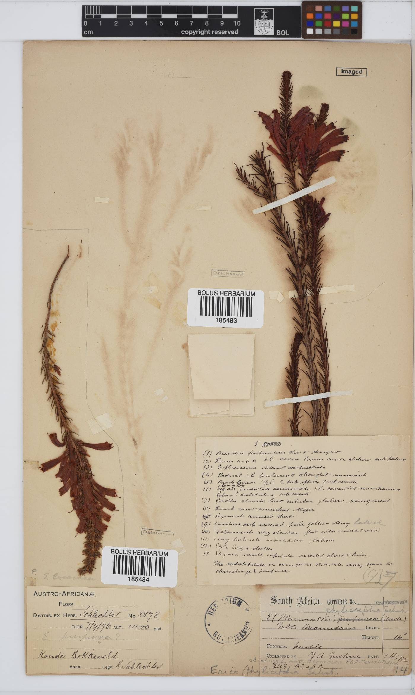Erica abietina image