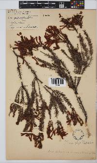 Erica abietina subsp. atrorosea image