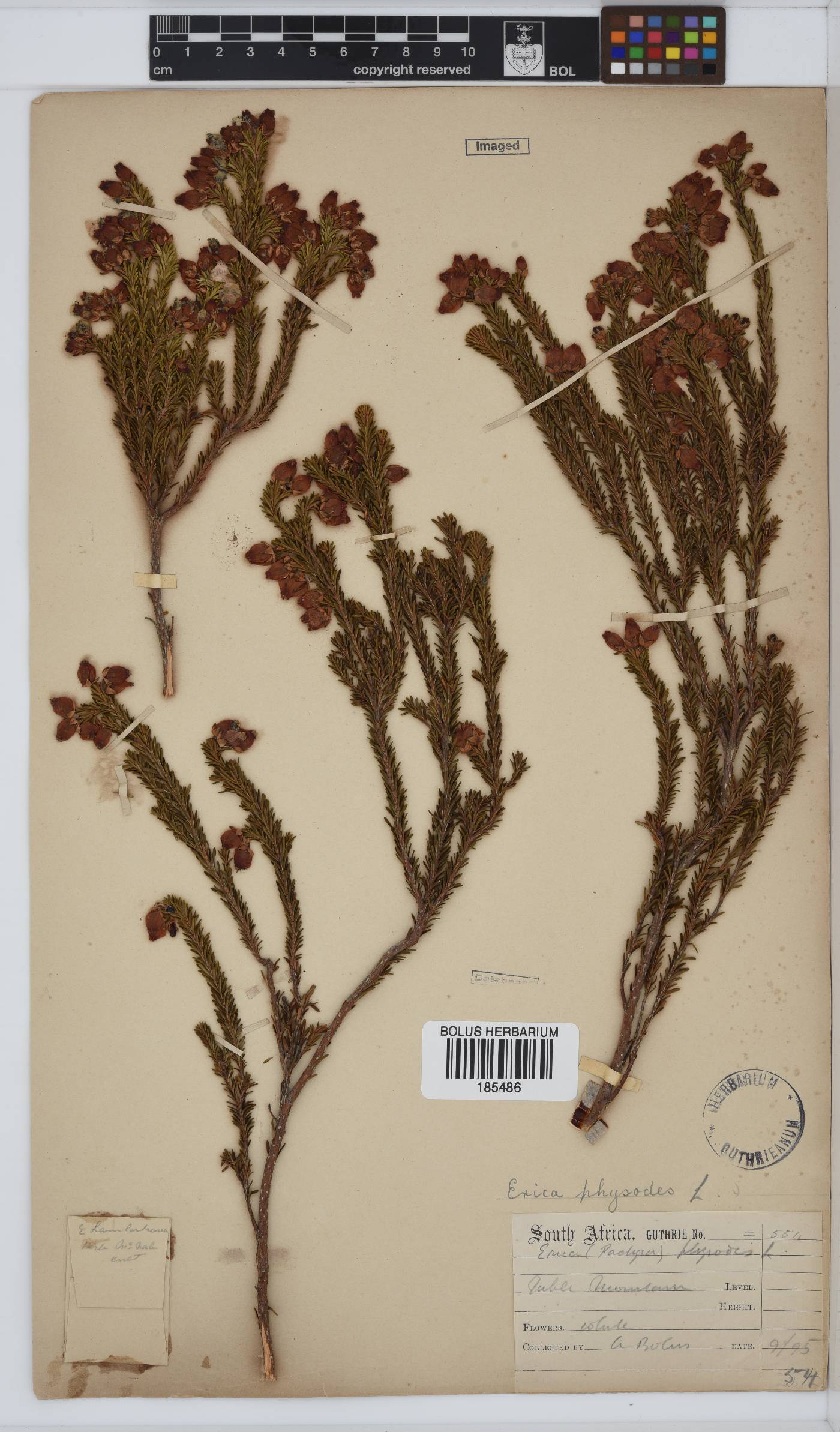 Erica physodes image