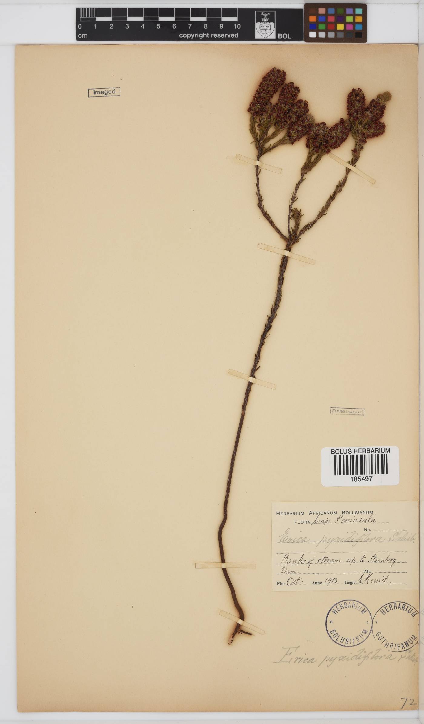 Erica pyxidiflora image
