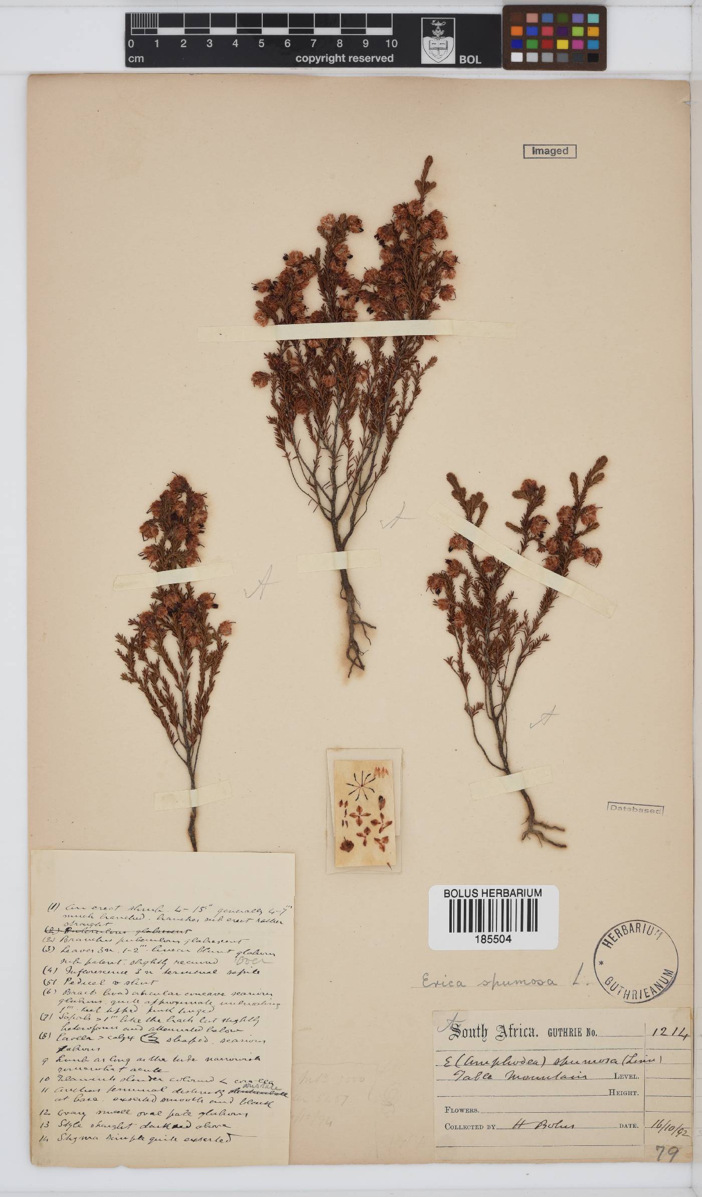 Erica spumosa image